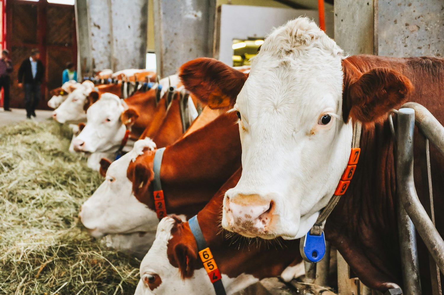 Ethical Farming: The Heart of Quality Milk Production
